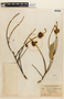 Tachigali pubiflora image
