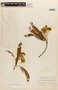 Albizia carbonaria image