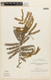 Albizia carbonaria image