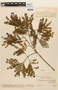Albizia caribaea image