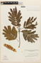 Albizia caribaea image
