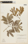 Albizia niopoides image