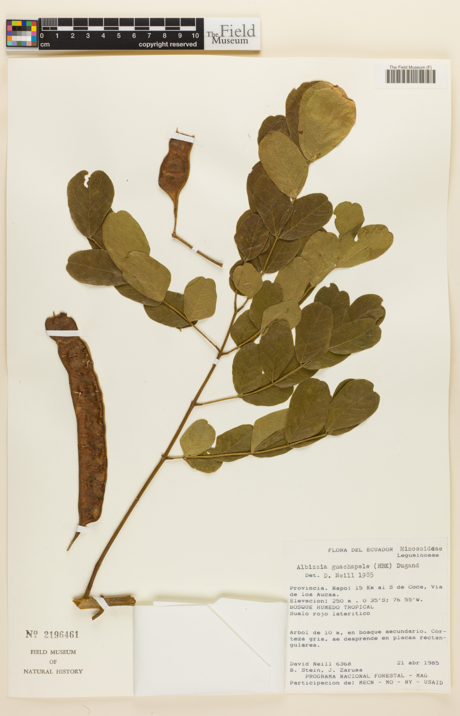 Albizia guachapele image