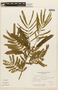 Albizia niopoides var. niopoides image