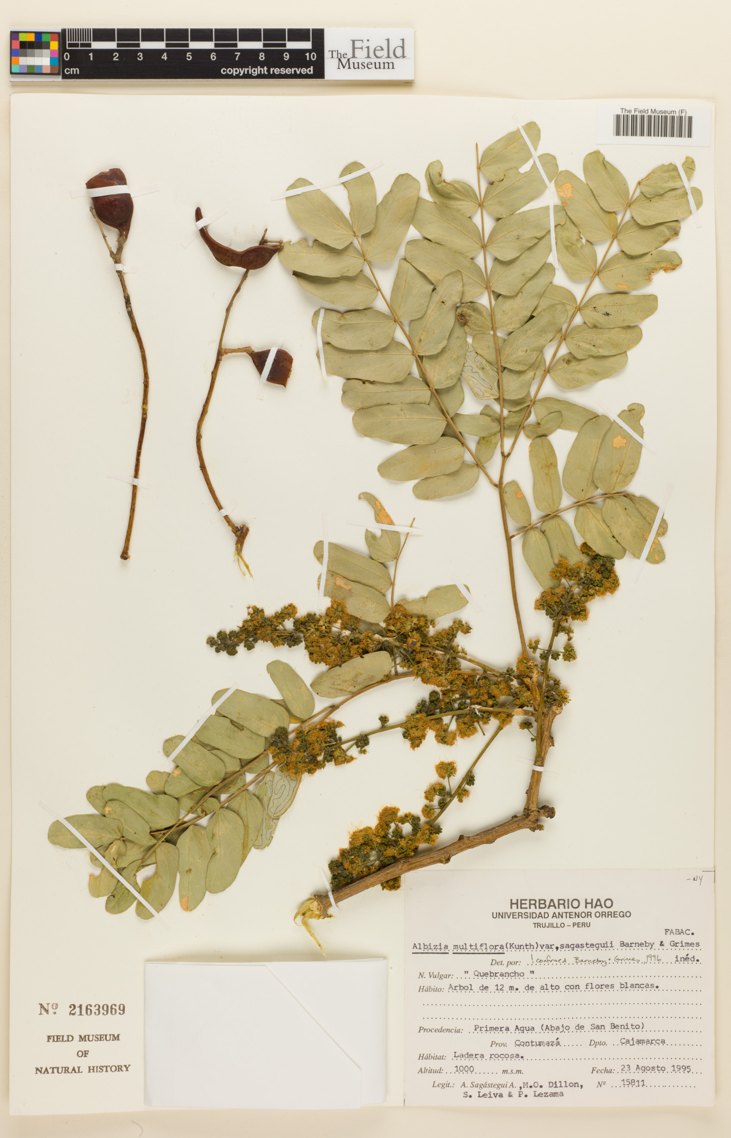 Albizia multiflora image