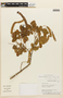 Albizia pistaciifolia image