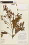 Albizia polycephala image