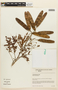 Albizia polycephala image