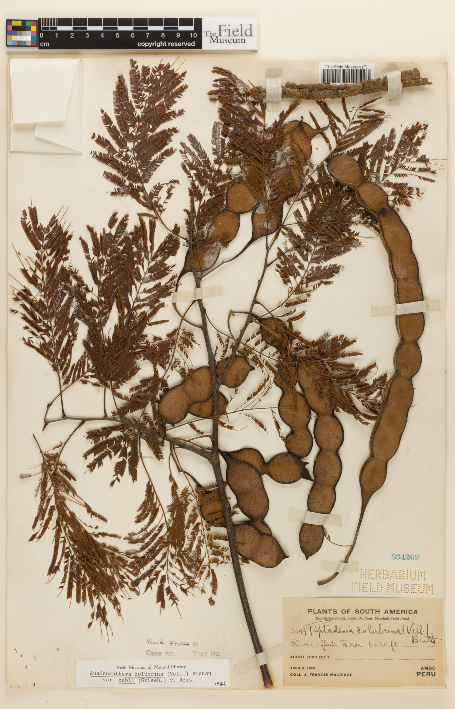 Anadenanthera colubrina image