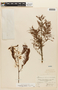 Anadenanthera colubrina image
