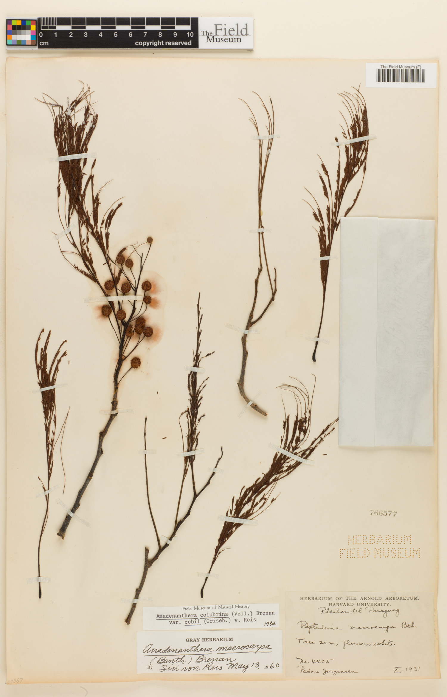Anadenanthera colubrina image