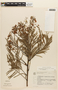 Anadenanthera colubrina var. colubrina image