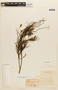Anadenanthera colubrina var. colubrina image