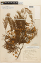 Anadenanthera colubrina image