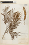 Anadenanthera colubrina var. cebil image