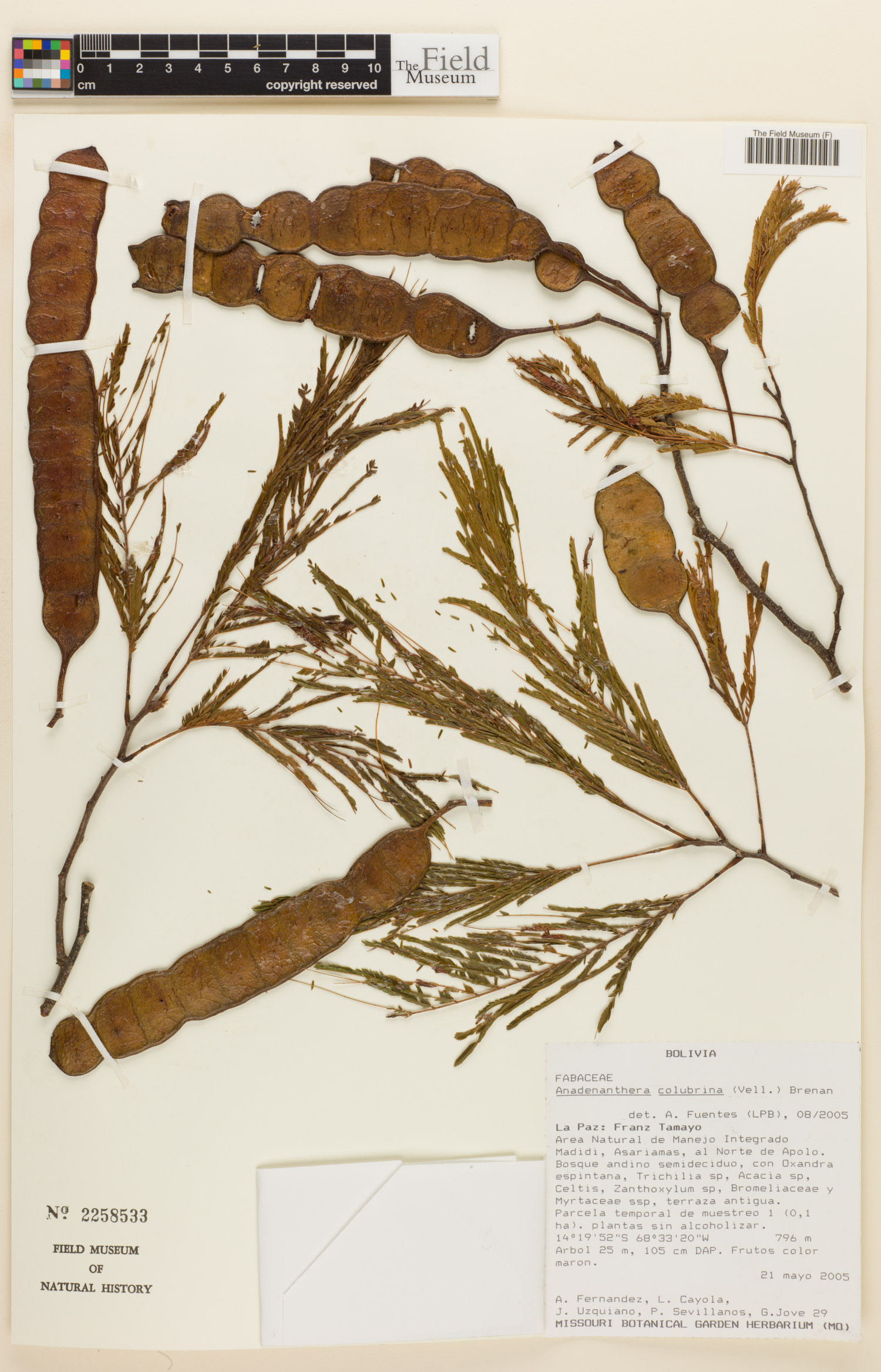 Anadenanthera image
