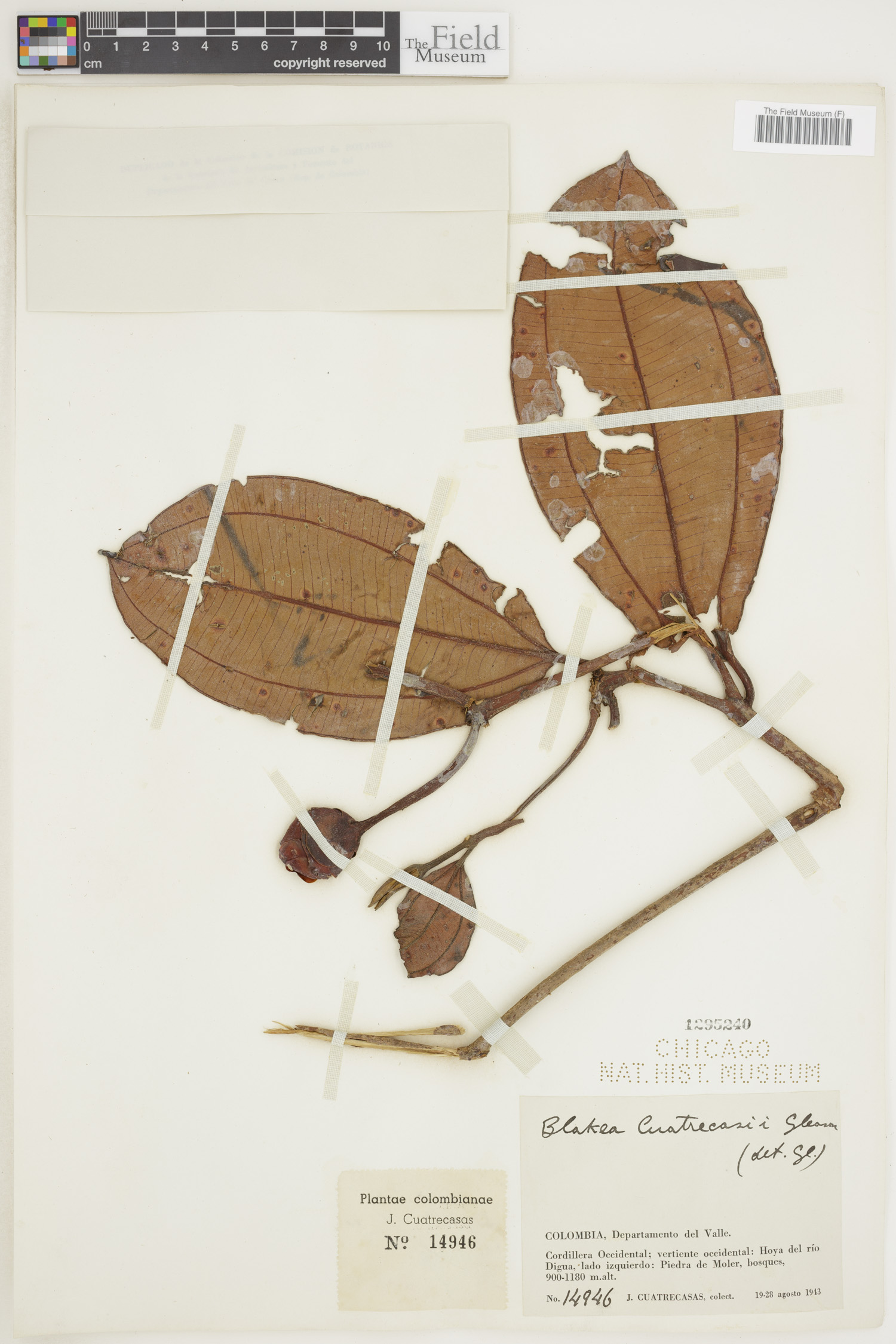 Blakea cuatrecasii image