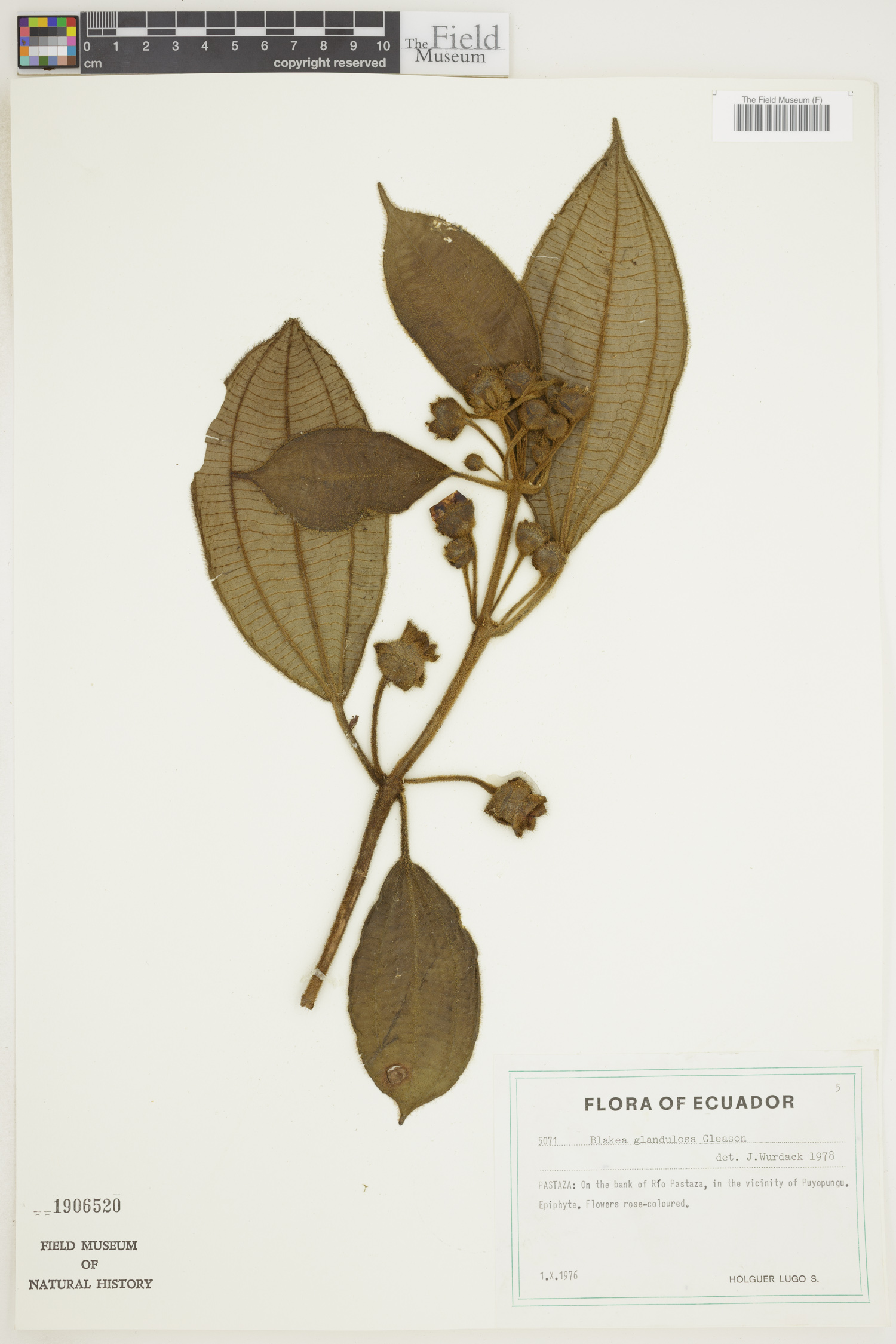 Blakea glandulosa image