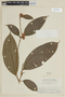 Blakea latifolia image