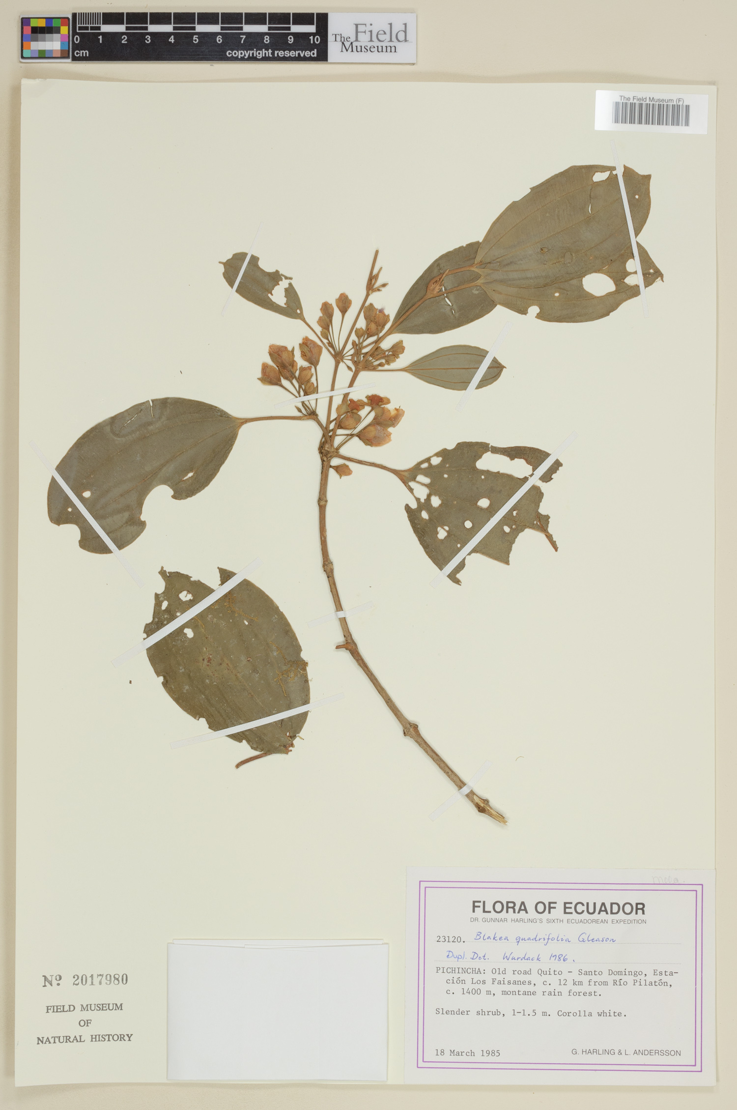 Blakea quadriflora image