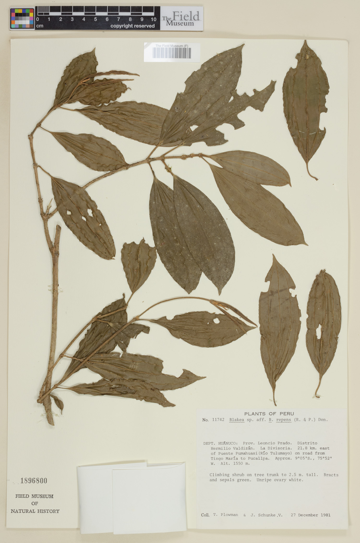 Blakea repens image