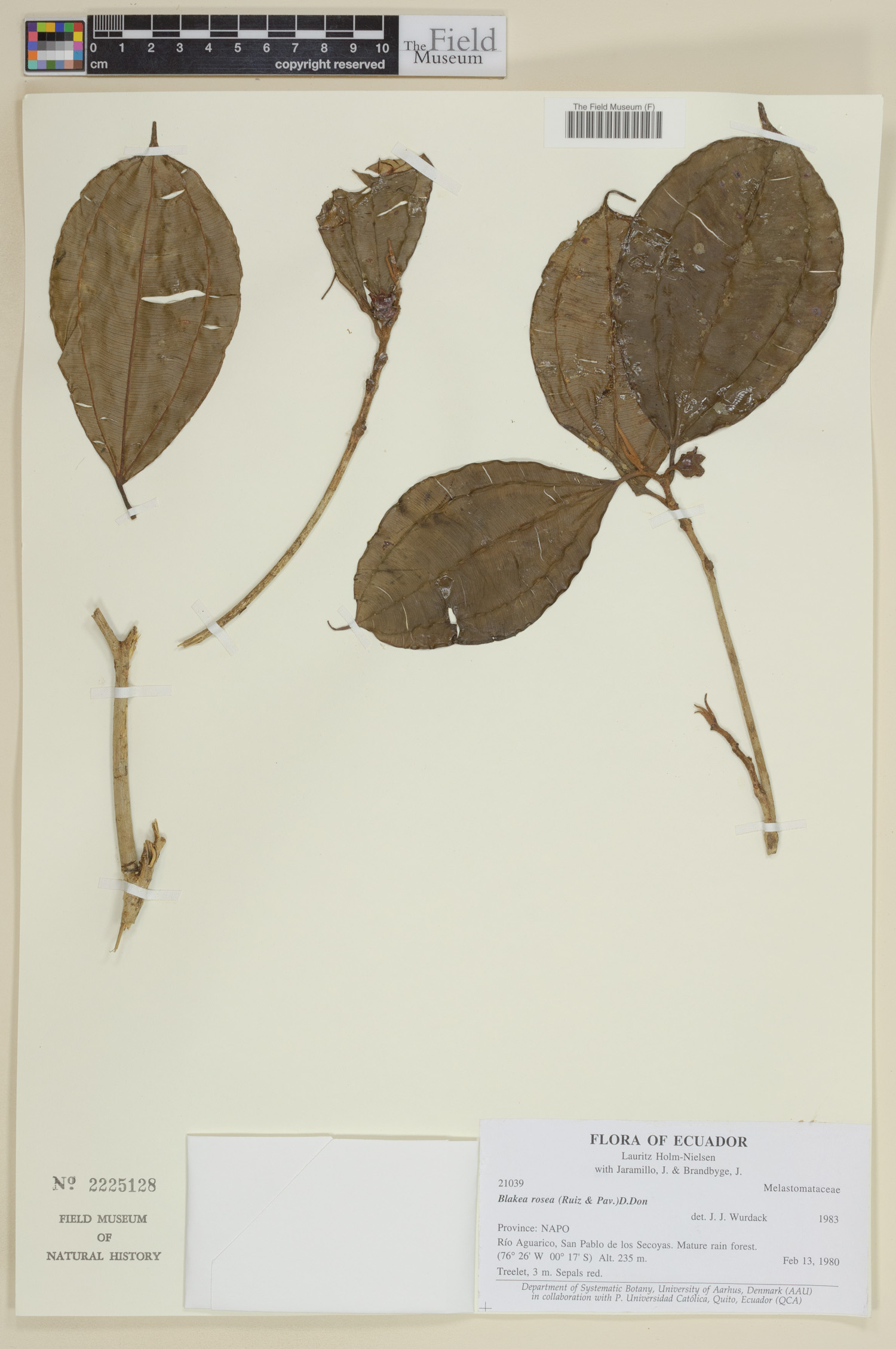 Blakea rosea image