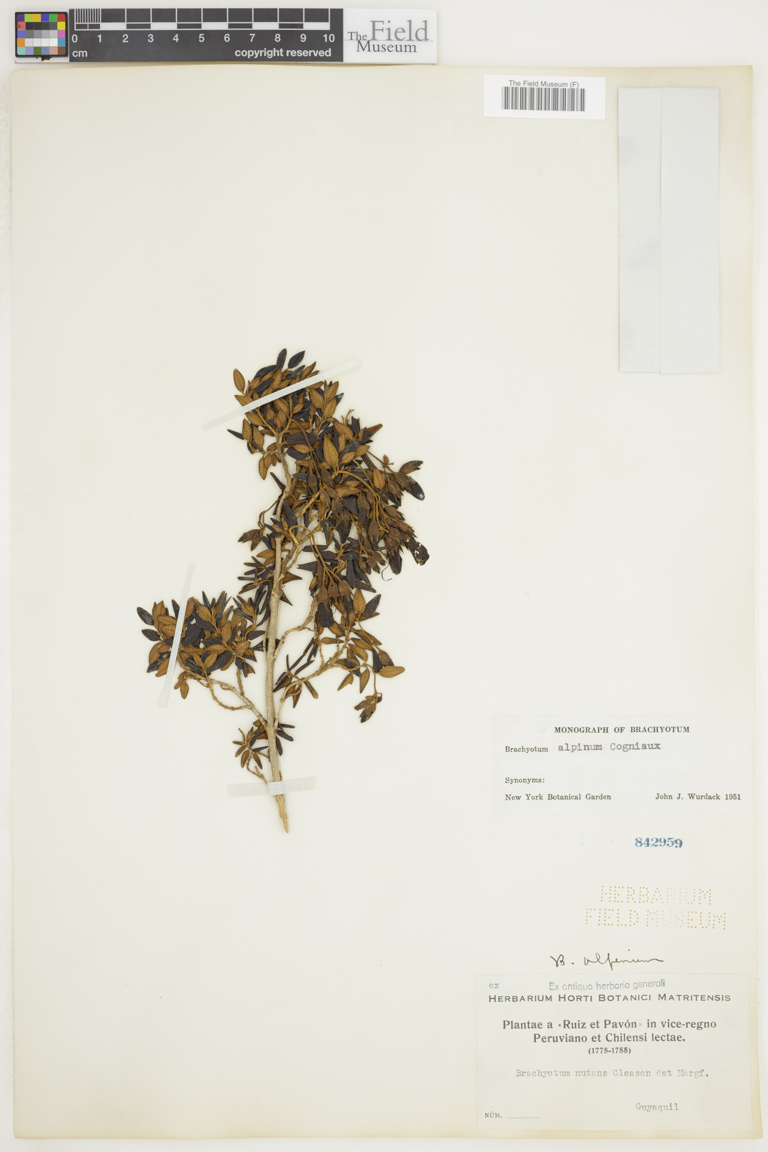 Brachyotum alpinum image