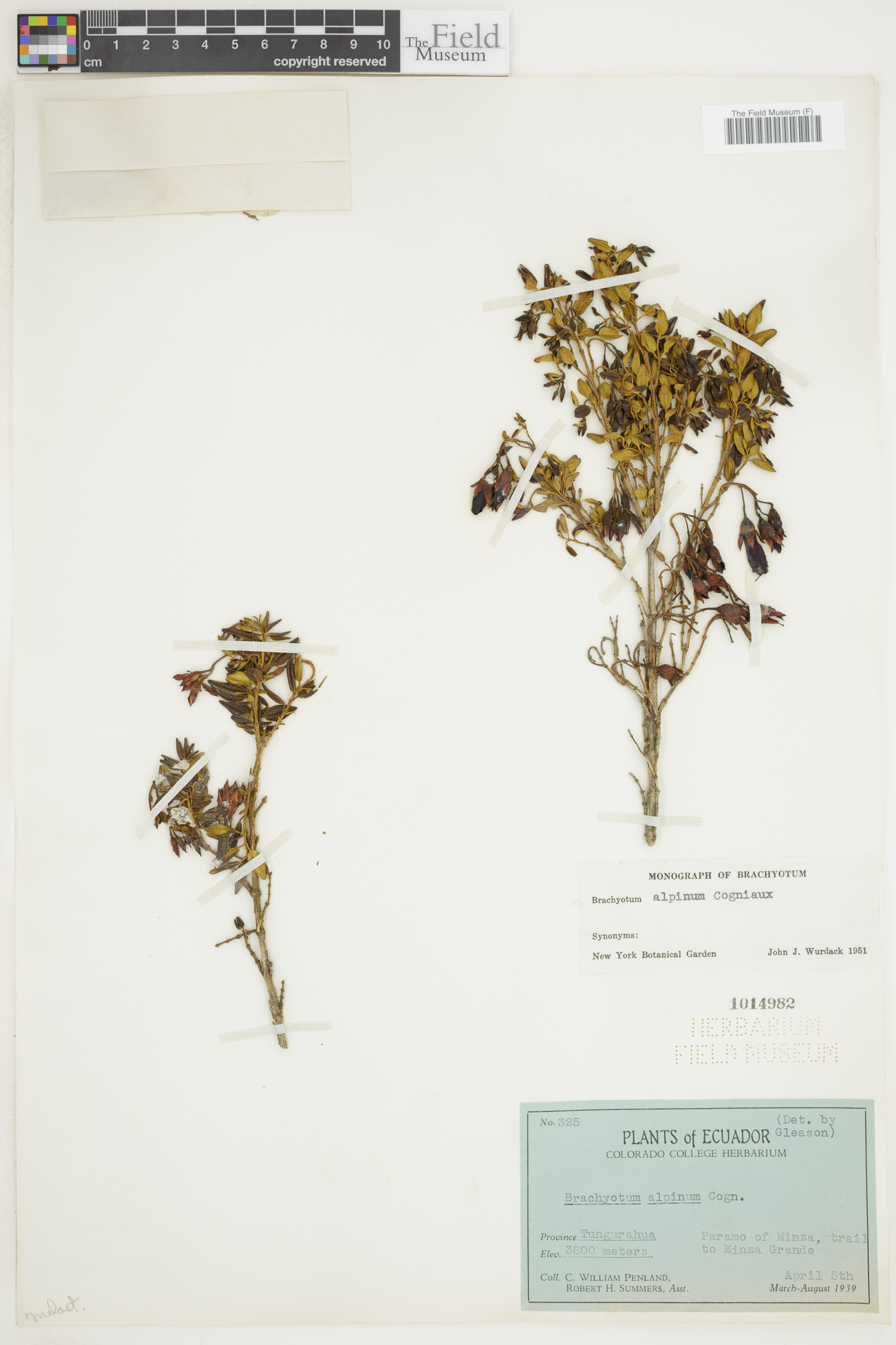 Brachyotum alpinum image