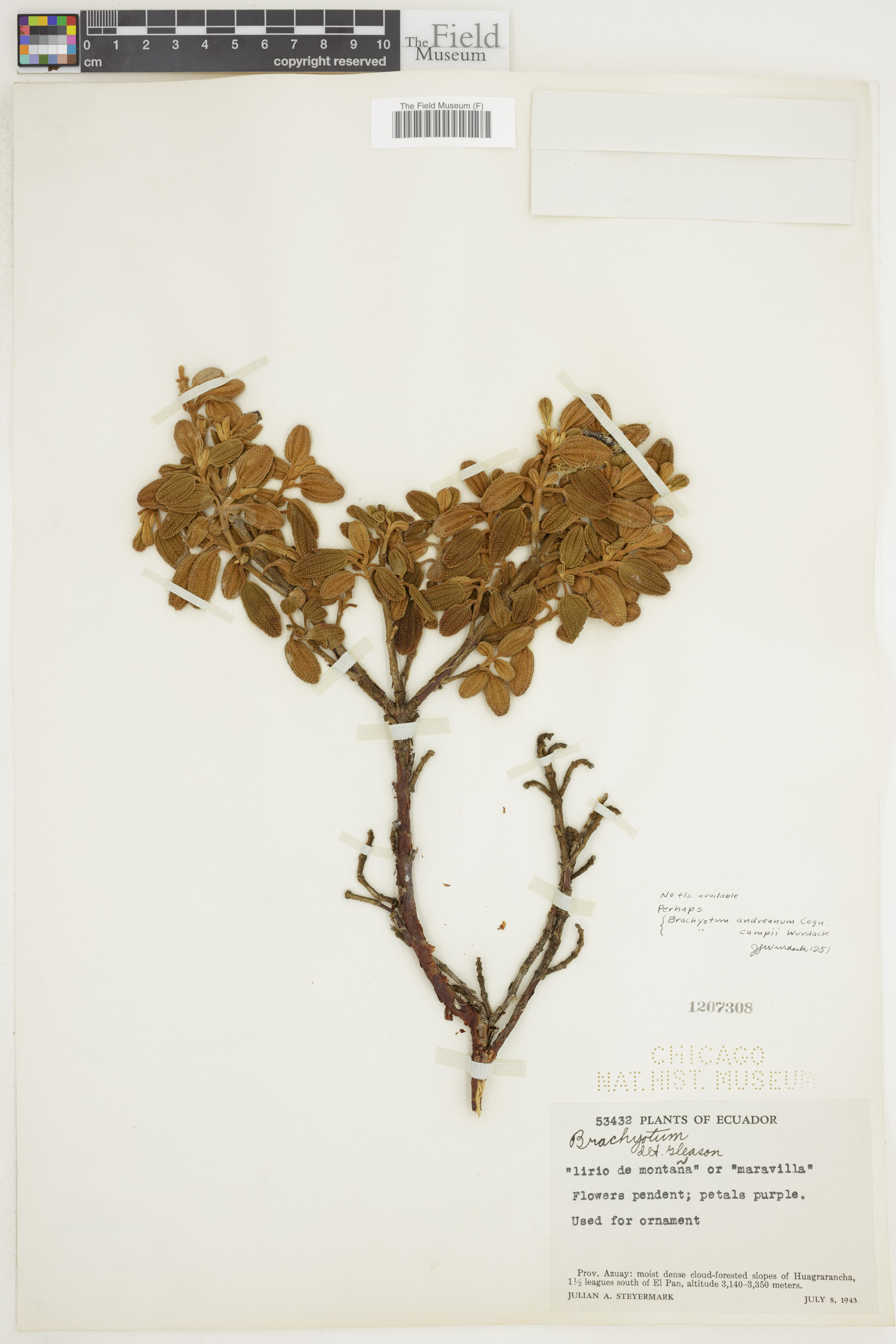 Brachyotum andreanum image