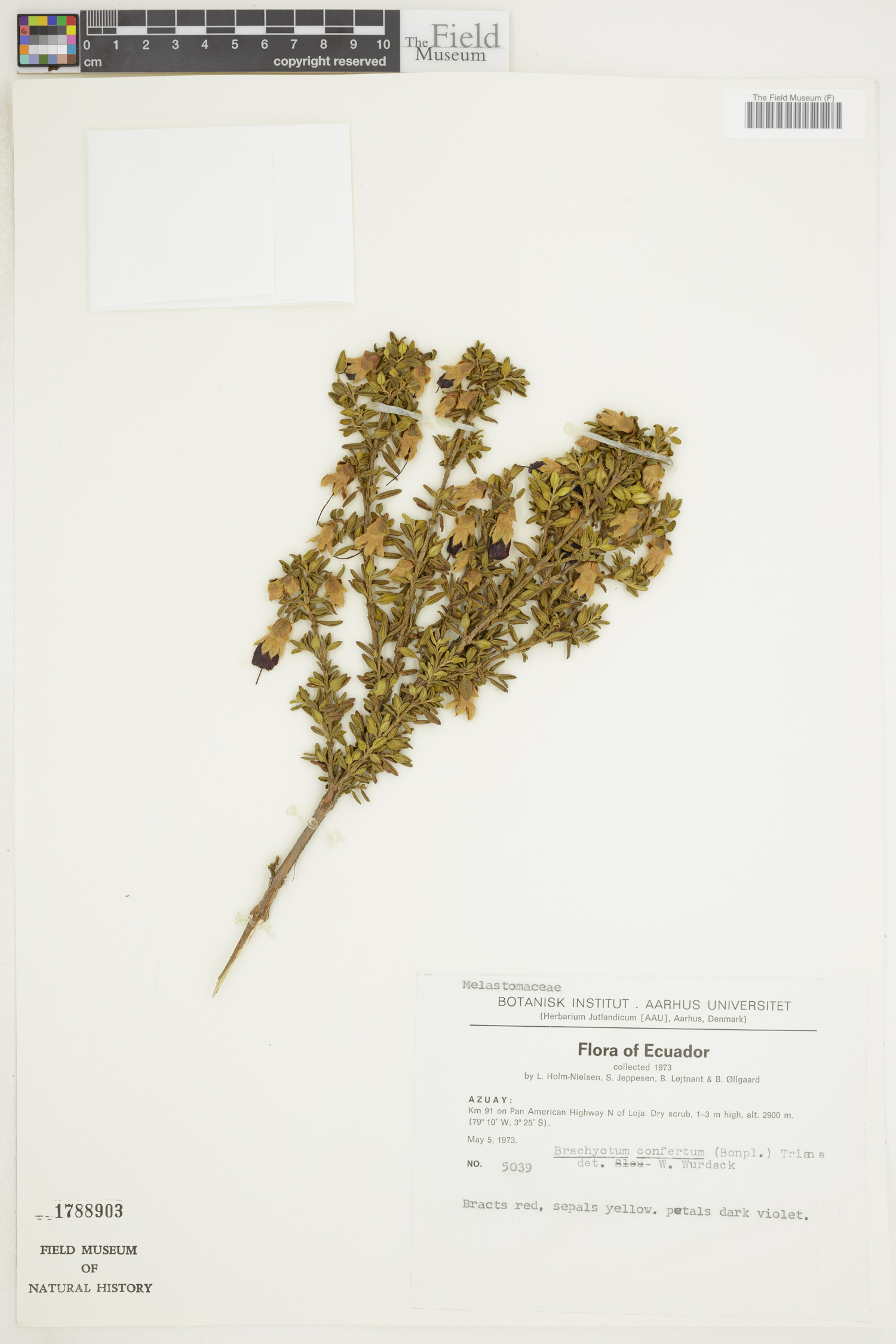 Brachyotum confertum image