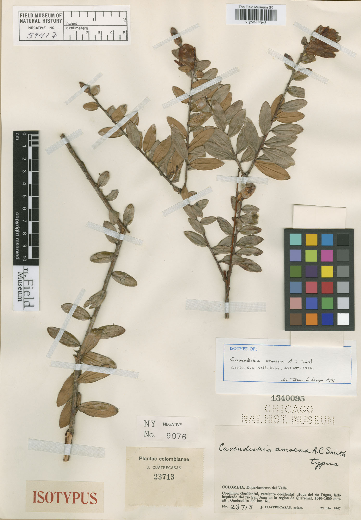 Cavendishia amoena image