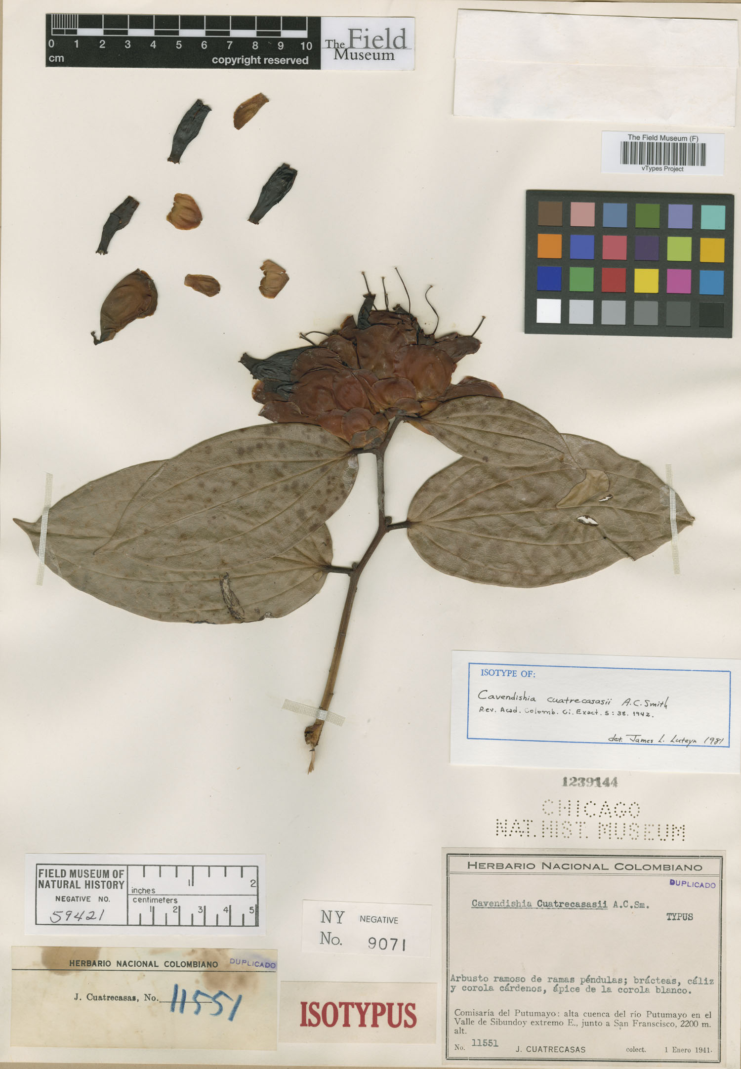 Cavendishia cuatrecasasii image