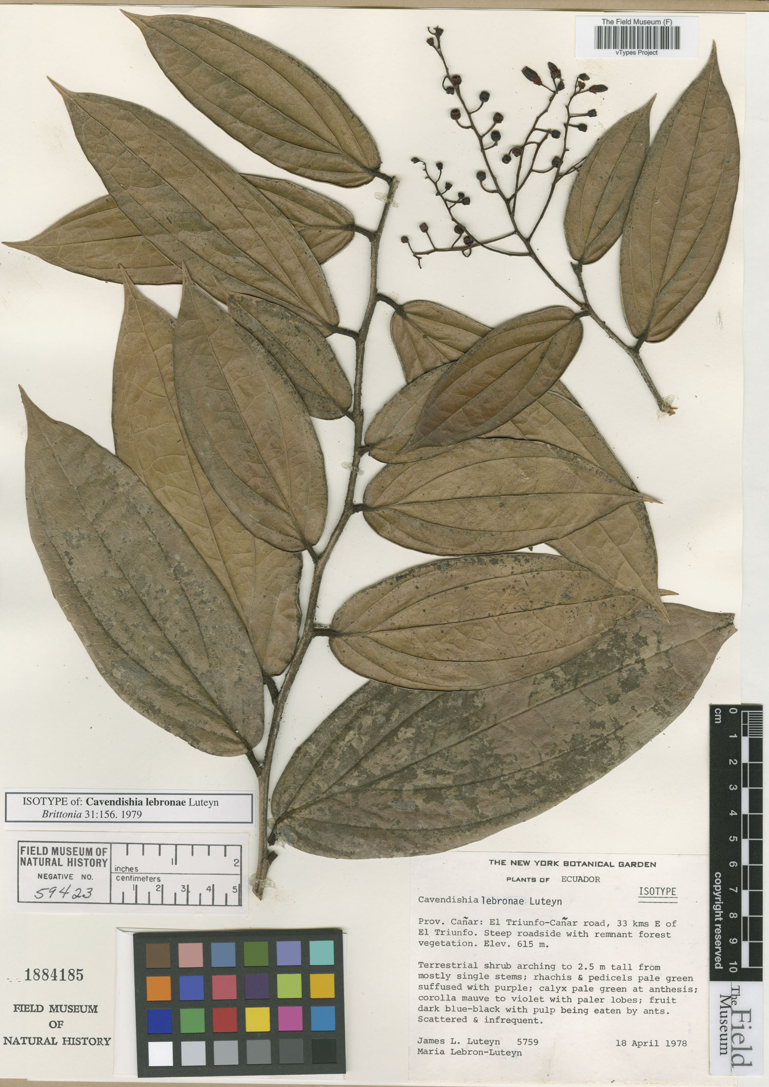 Cavendishia lebroniae image