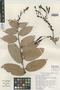 Cavendishia pedicellata image