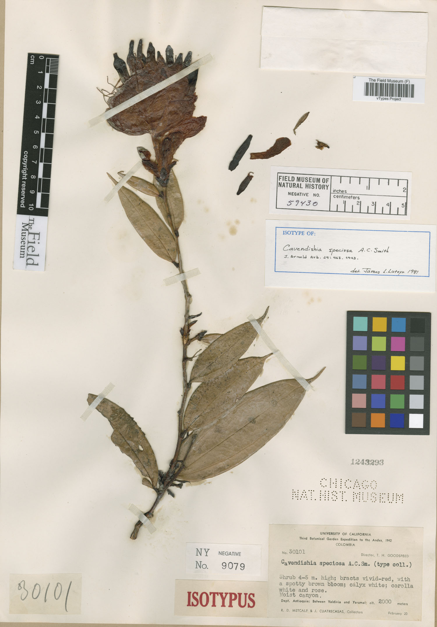 Cavendishia speciosa image