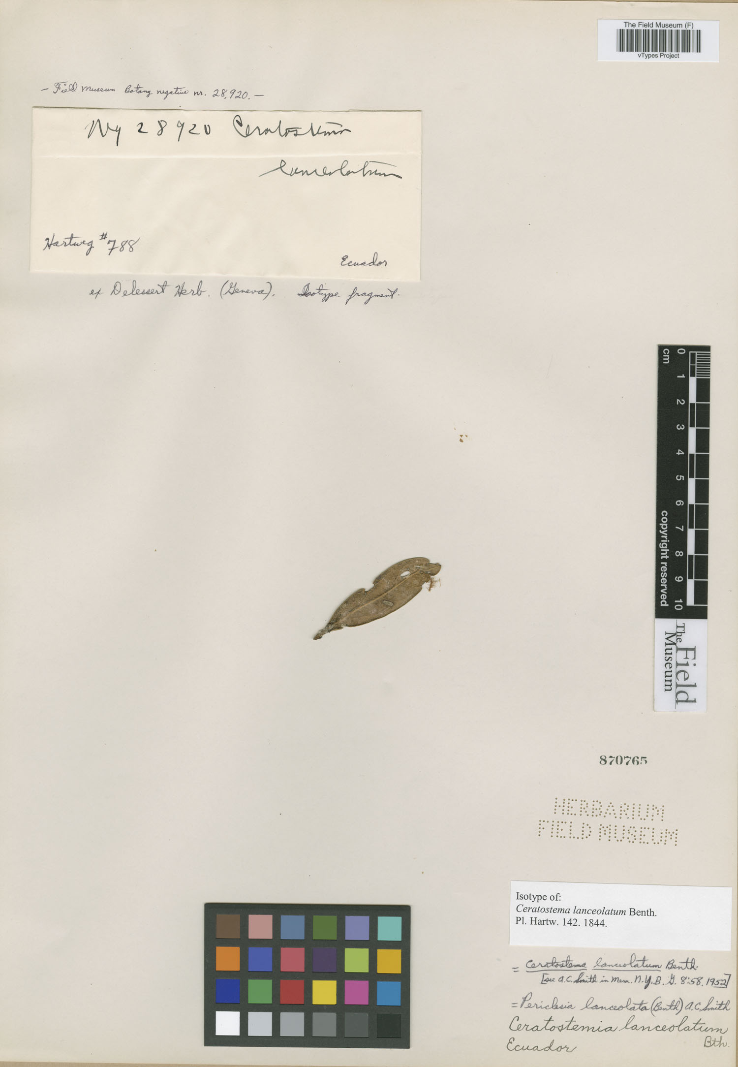 Ceratostema lanceolatum image