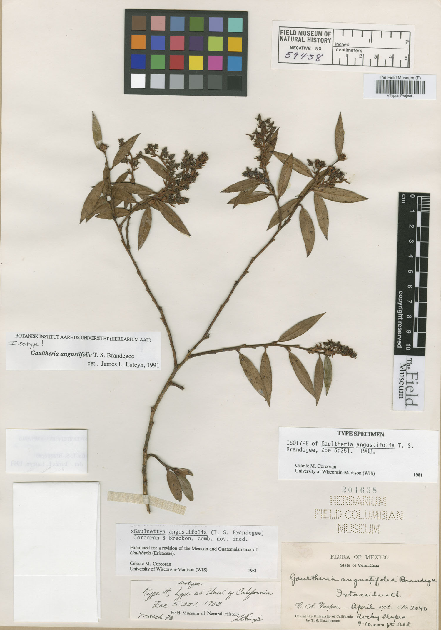 Gaultheria angustifolia image