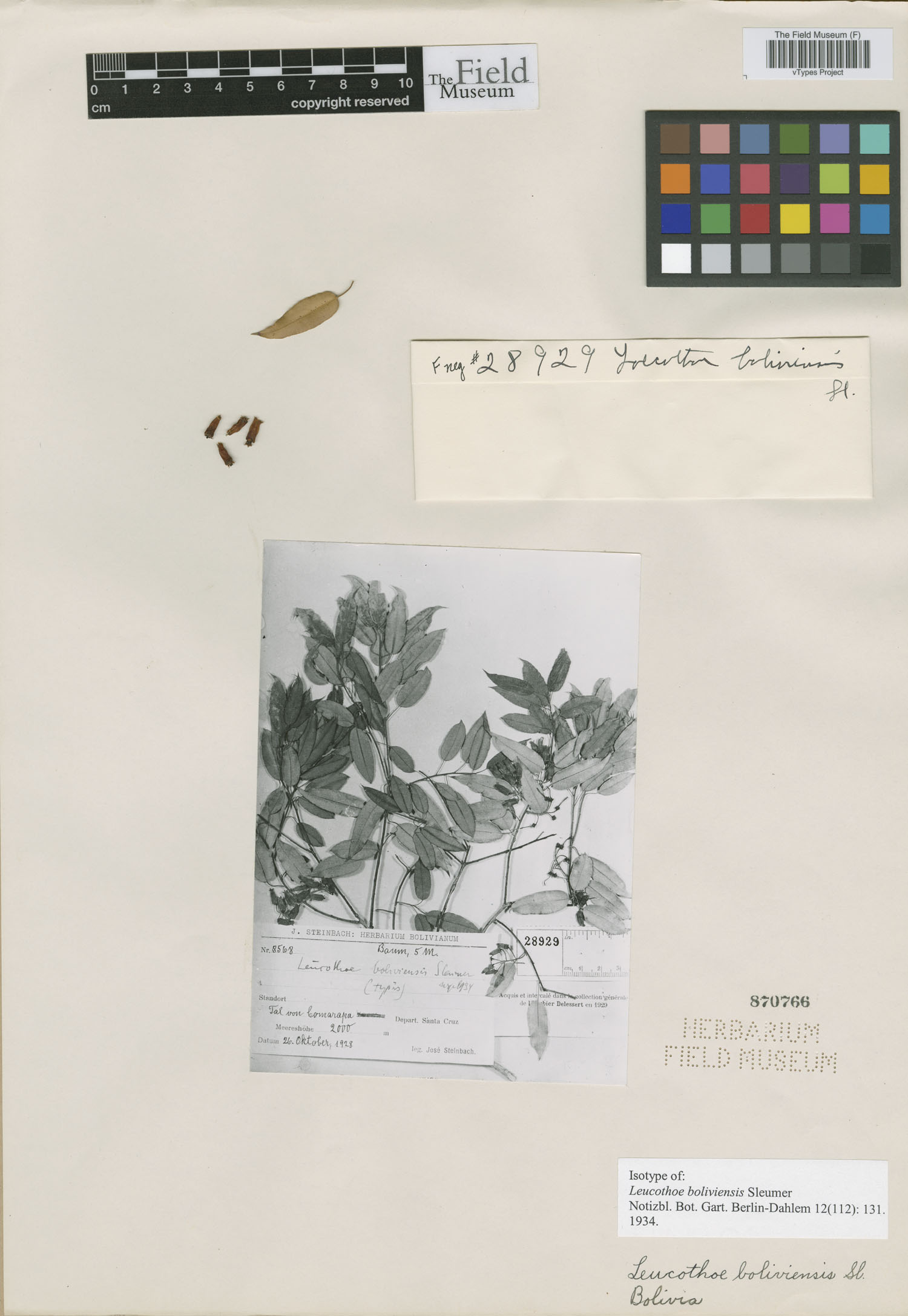 Leucothoe boliviensis image