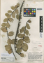Vaccinium euryanthum image