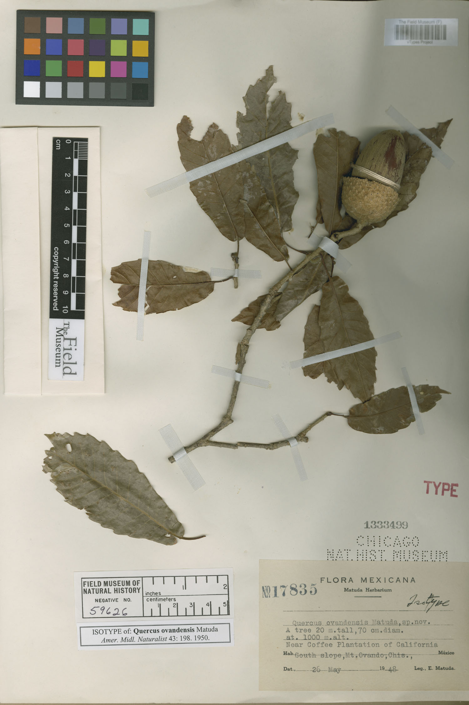 Quercus lancifolia image