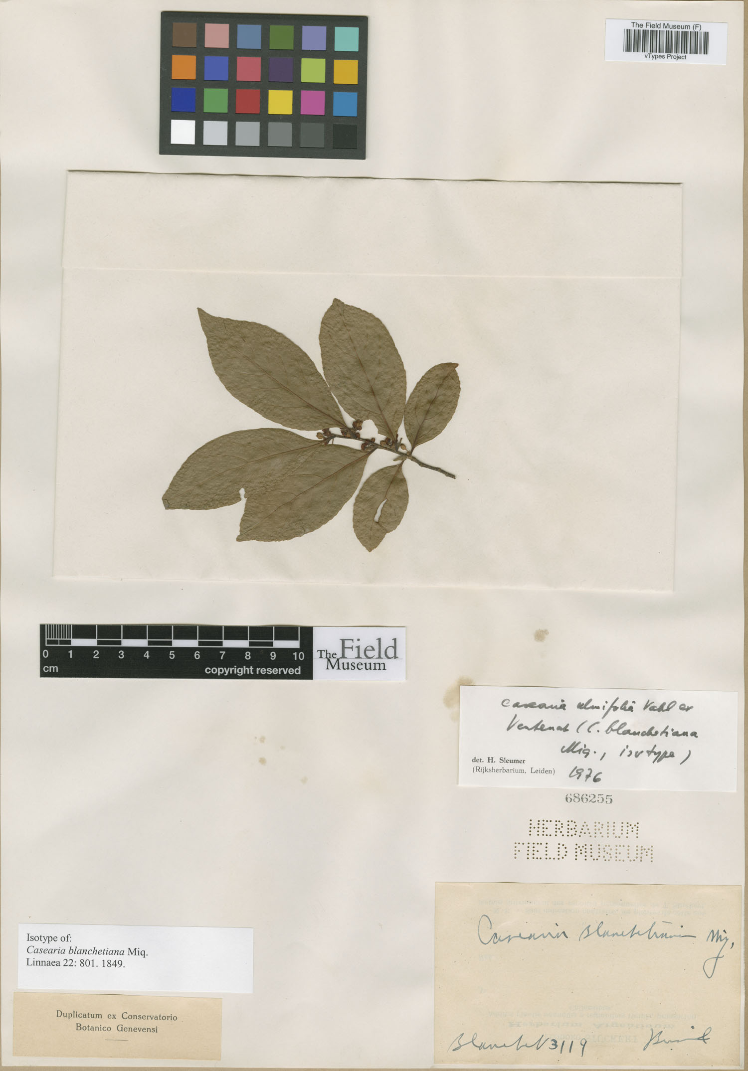 Casearia ulmifolia image