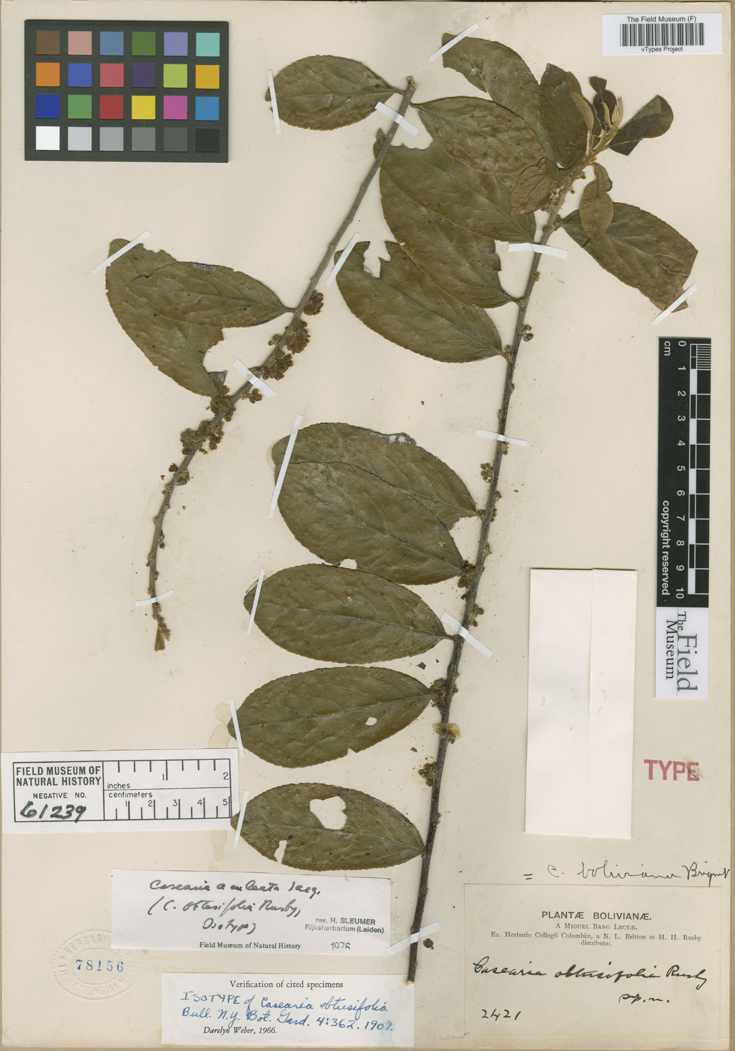 Casearia obtusifolia image