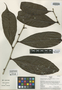 Neoptychocarpus chocoensis image