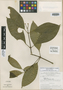 Tachia grandifolia var. orientalis image