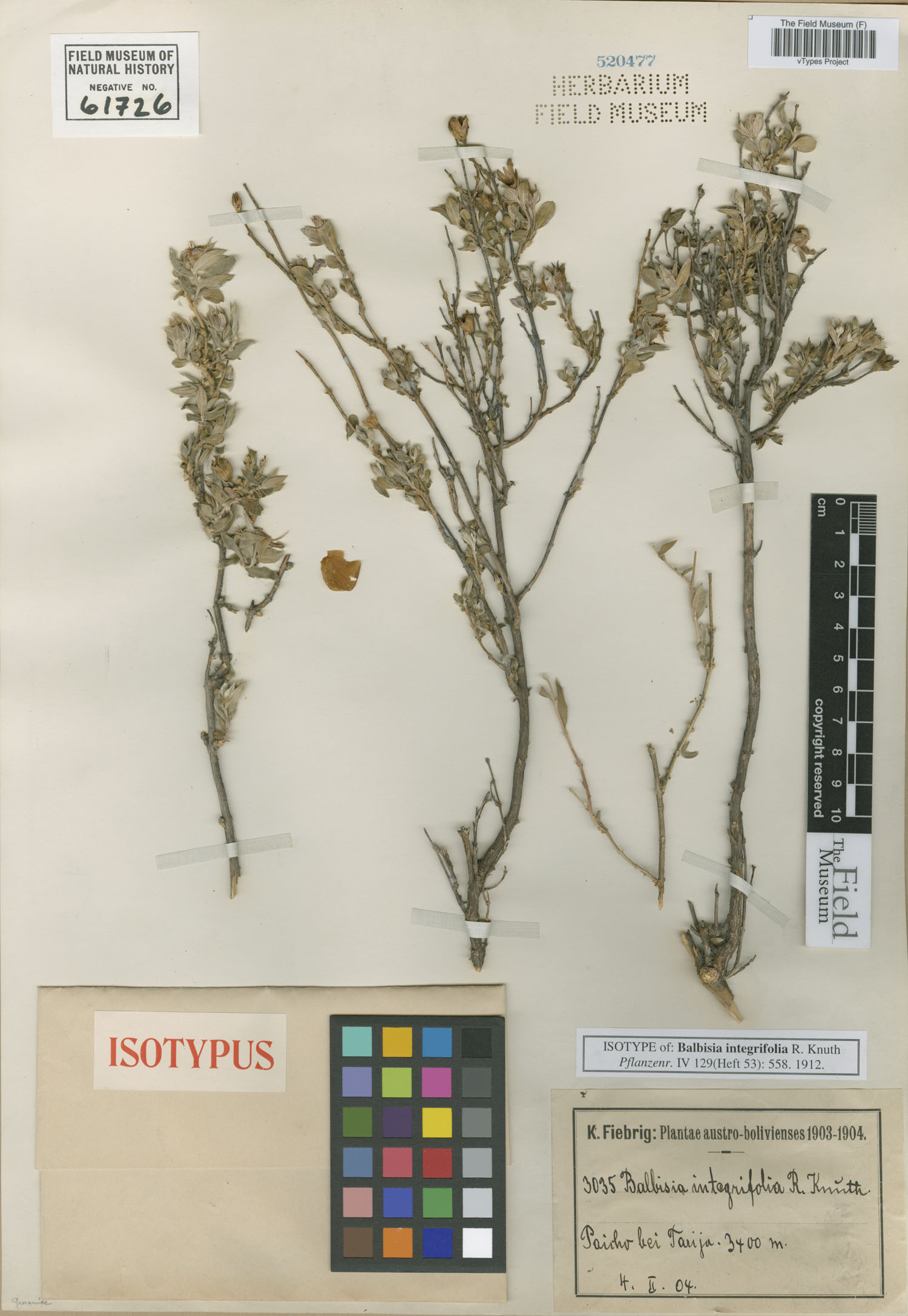 Balbisia integrifolia image