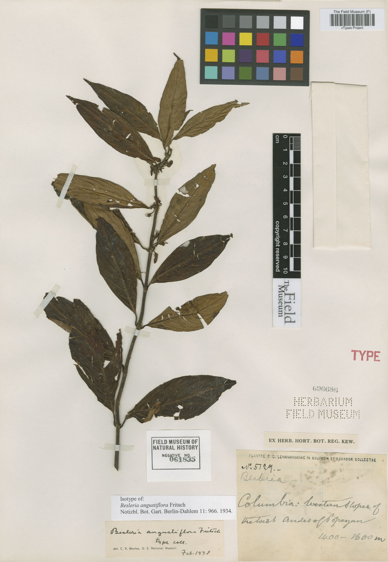Besleria angustiflora image