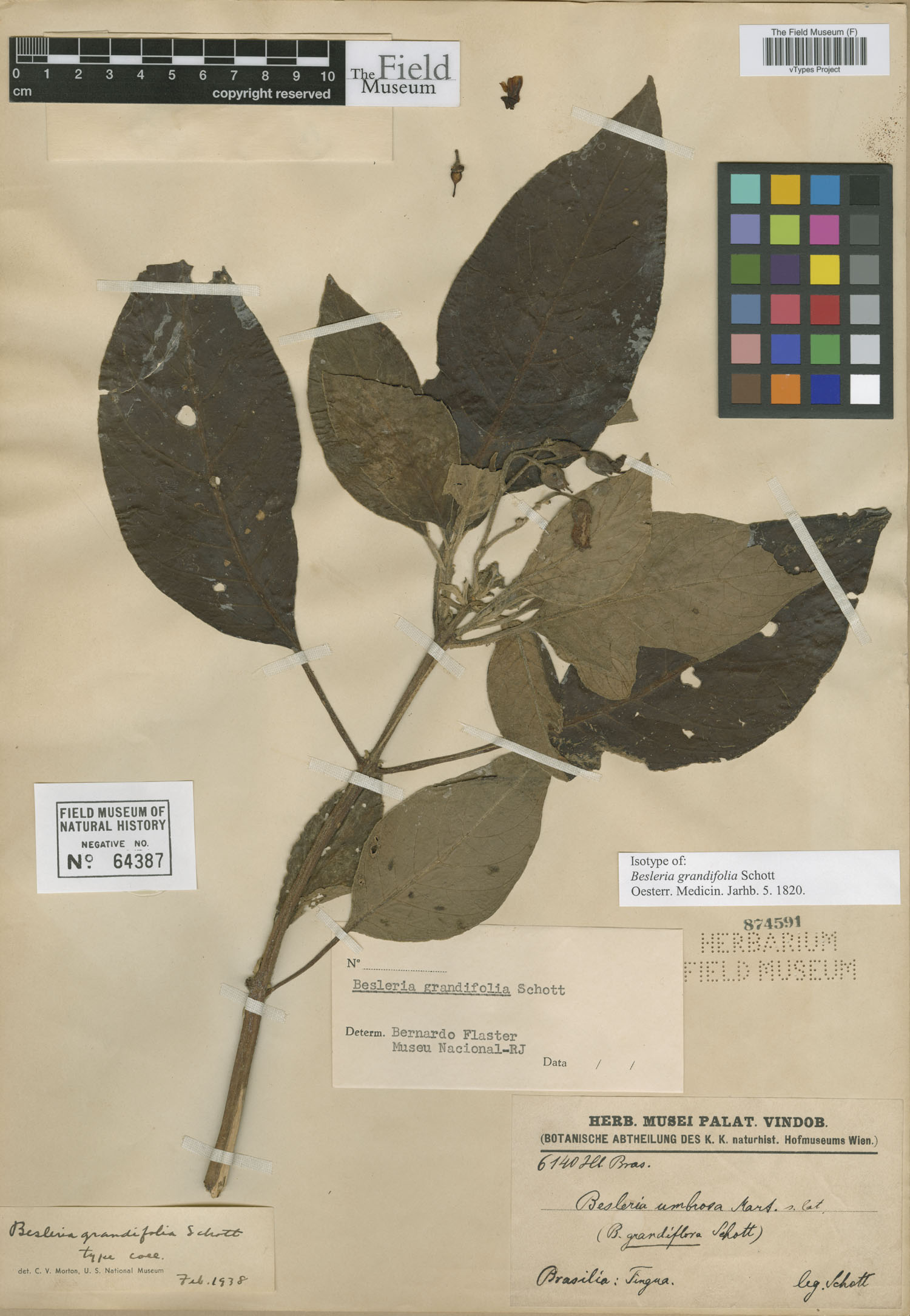 Besleria grandifolia image