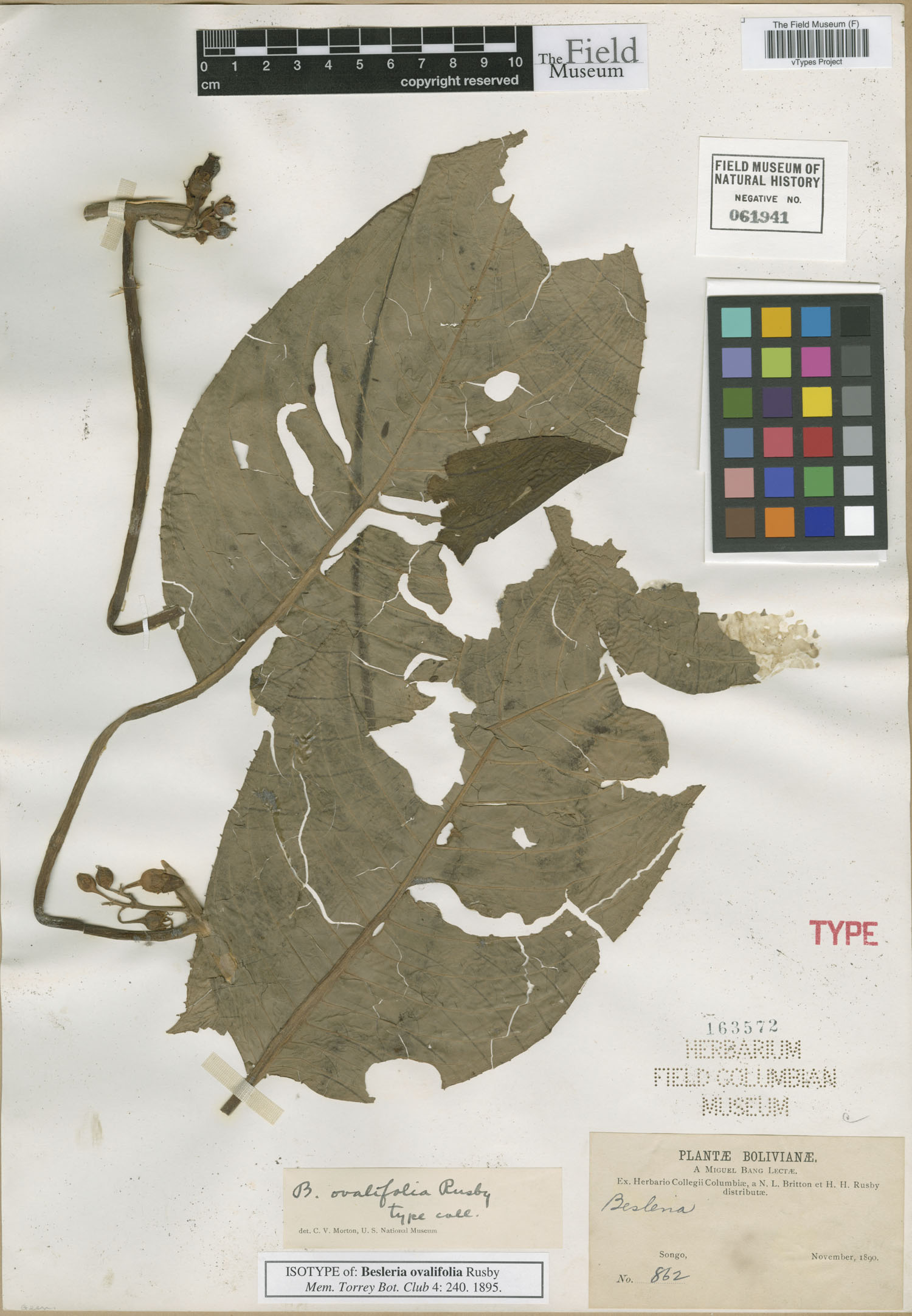 Besleria ovalifolia image