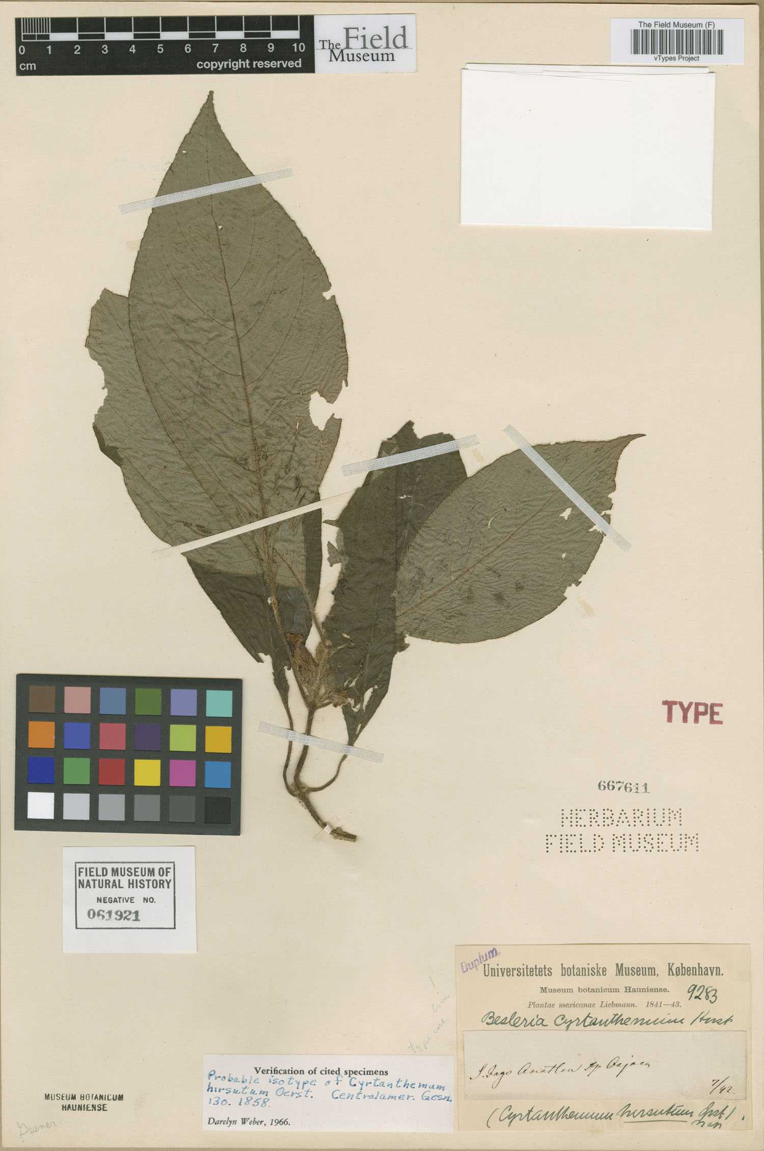 Besleria cyrtanthemum image