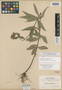 Seemannia cuneata image